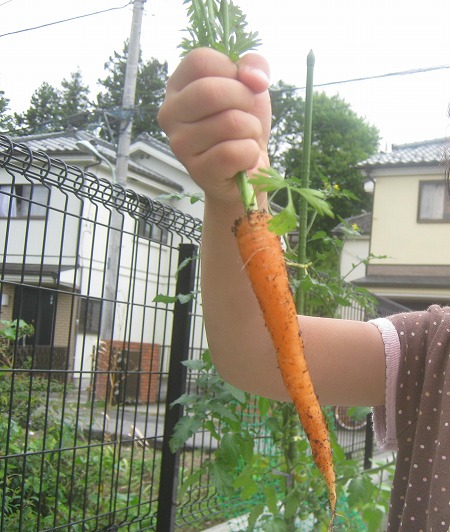 ベビーキャロット 収穫 ミニ野菜 ベビーキャロットの栽培と育て方